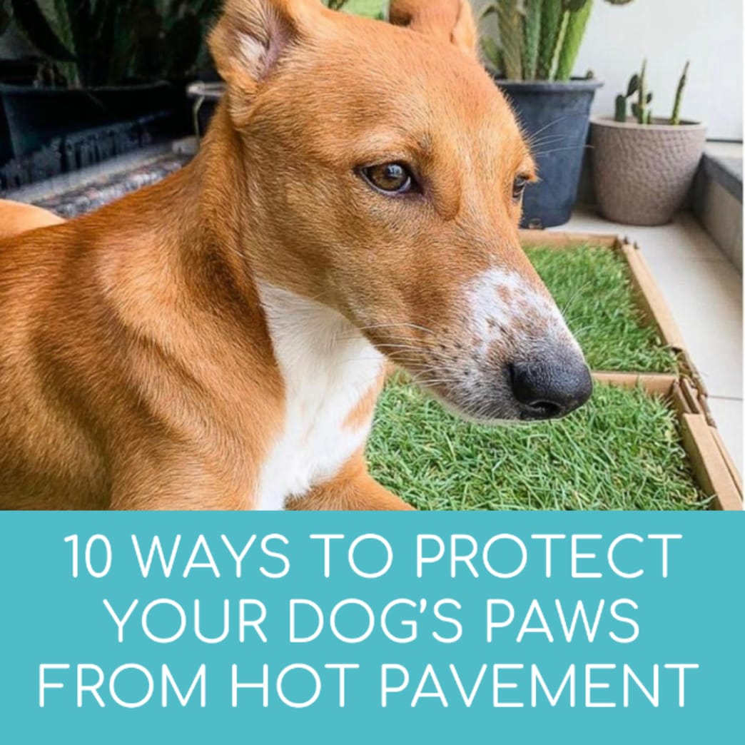 10 Ways to Protect Your Dog’s Paws From Hot Pavement Treats Card