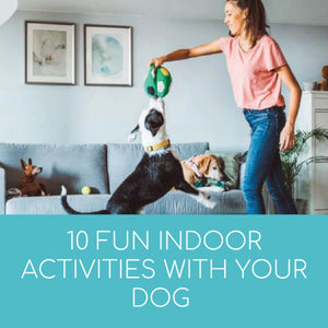 10 Fun Indoor Activities With Your Dog