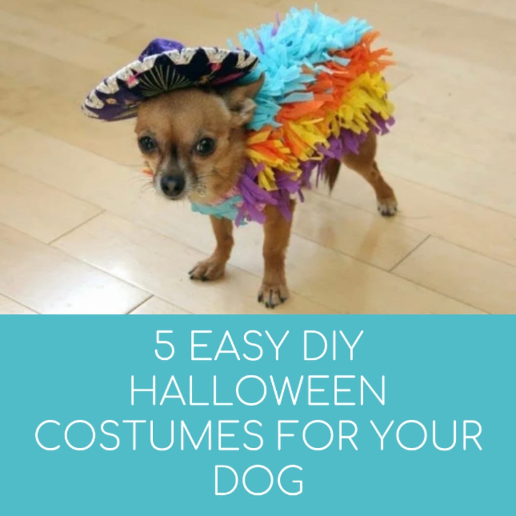 How to Teach Your Dog to Wear a Halloween Costume 