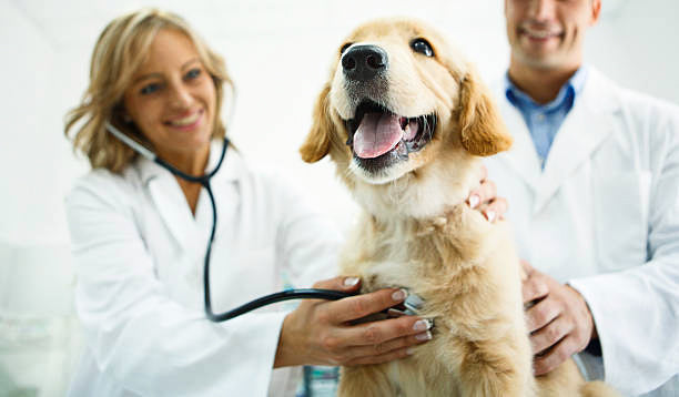 5 Ways to Save Money On Your Pet Bills