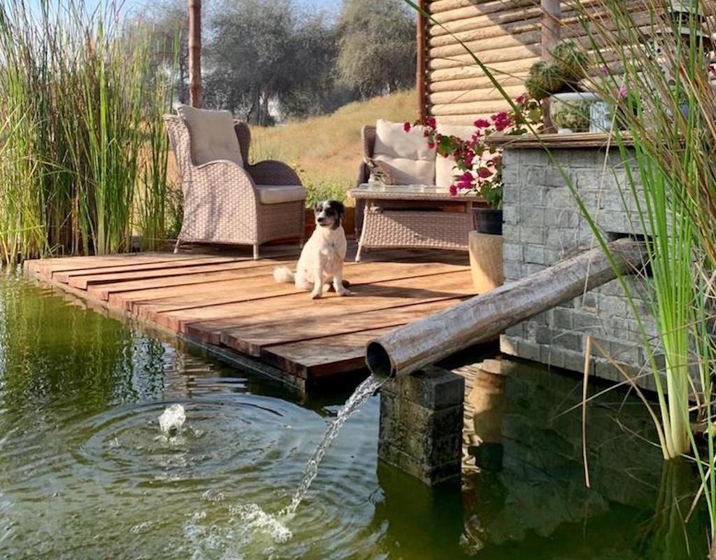 5 Dog-Friendly Staycations in the UAE