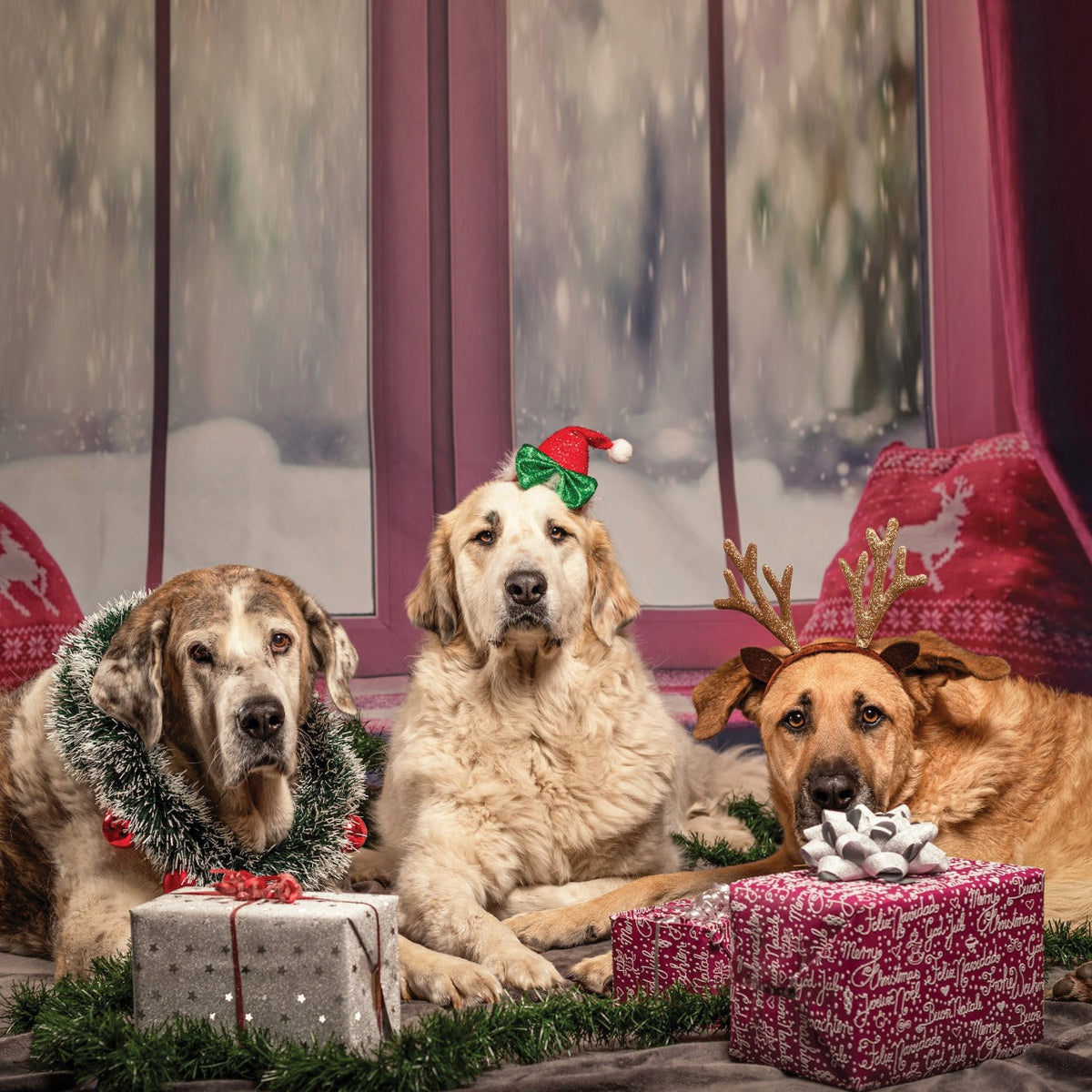 Gift Ideas for Pet Owners in the UAE This Christmas