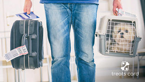 The Complete Guide to Pet Relocation