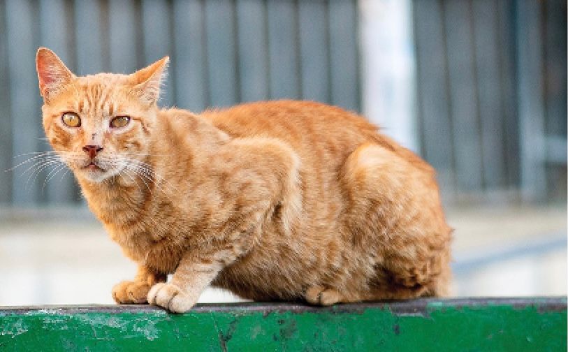 Learn About TNR, and How You Can Help.