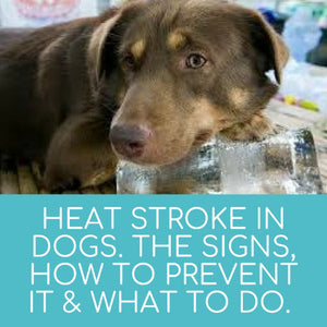Heat Stroke in Dogs. What Are the Signs, How to Prevent It and What to Do.