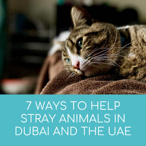 7 Ways to Help Stray Animals in Dubai and the UAE