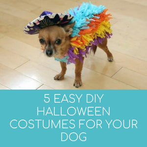 5 Easy DIY Halloween Costumes For Your Dog